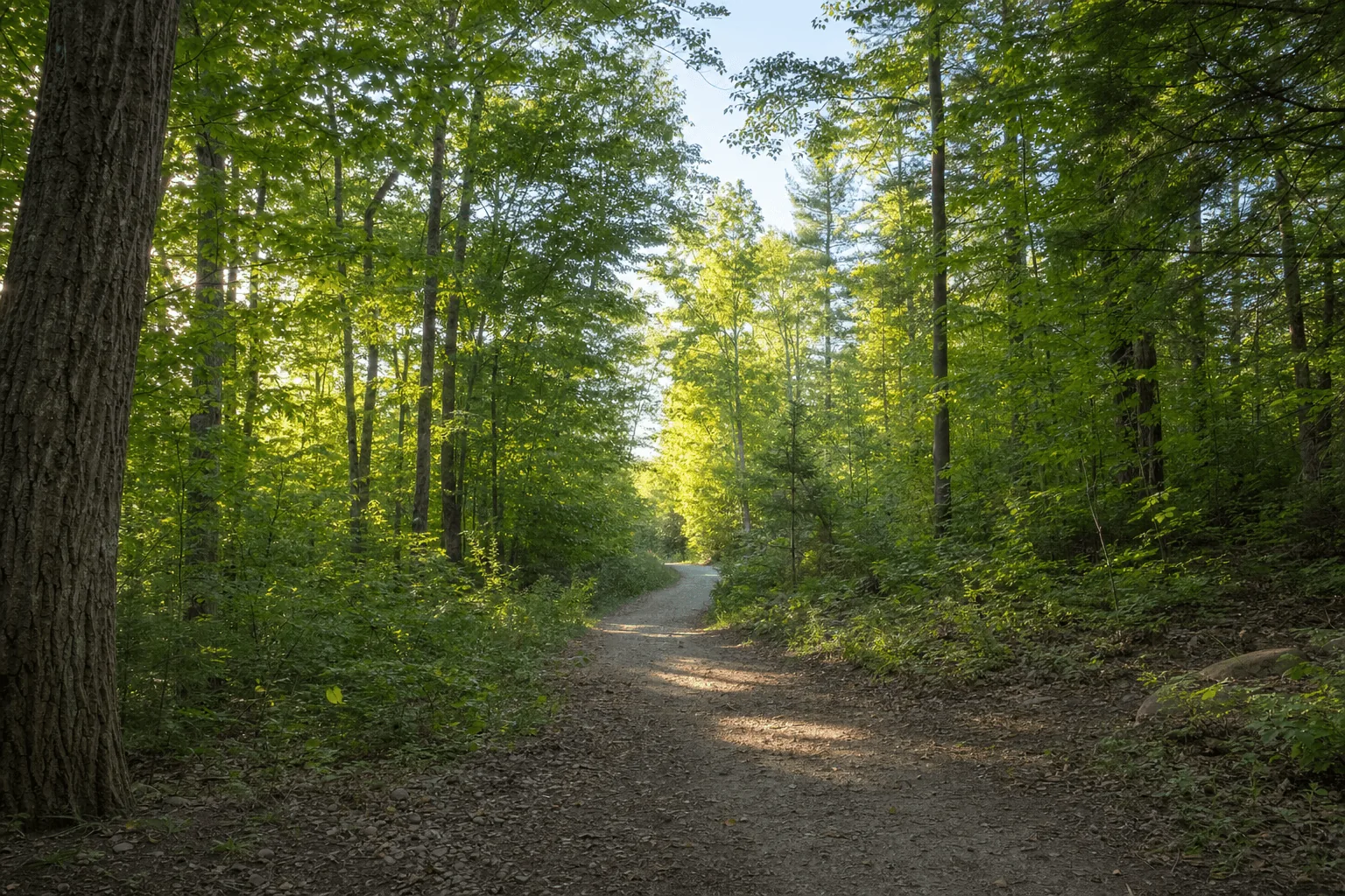 Wooded path in sunlight